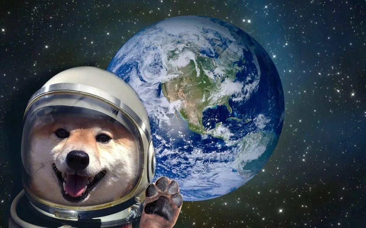 Животные раньше людей полетели в космос. Животные в космосе. Животные космонавты. Собаки в космосе. Собака в скафандре.