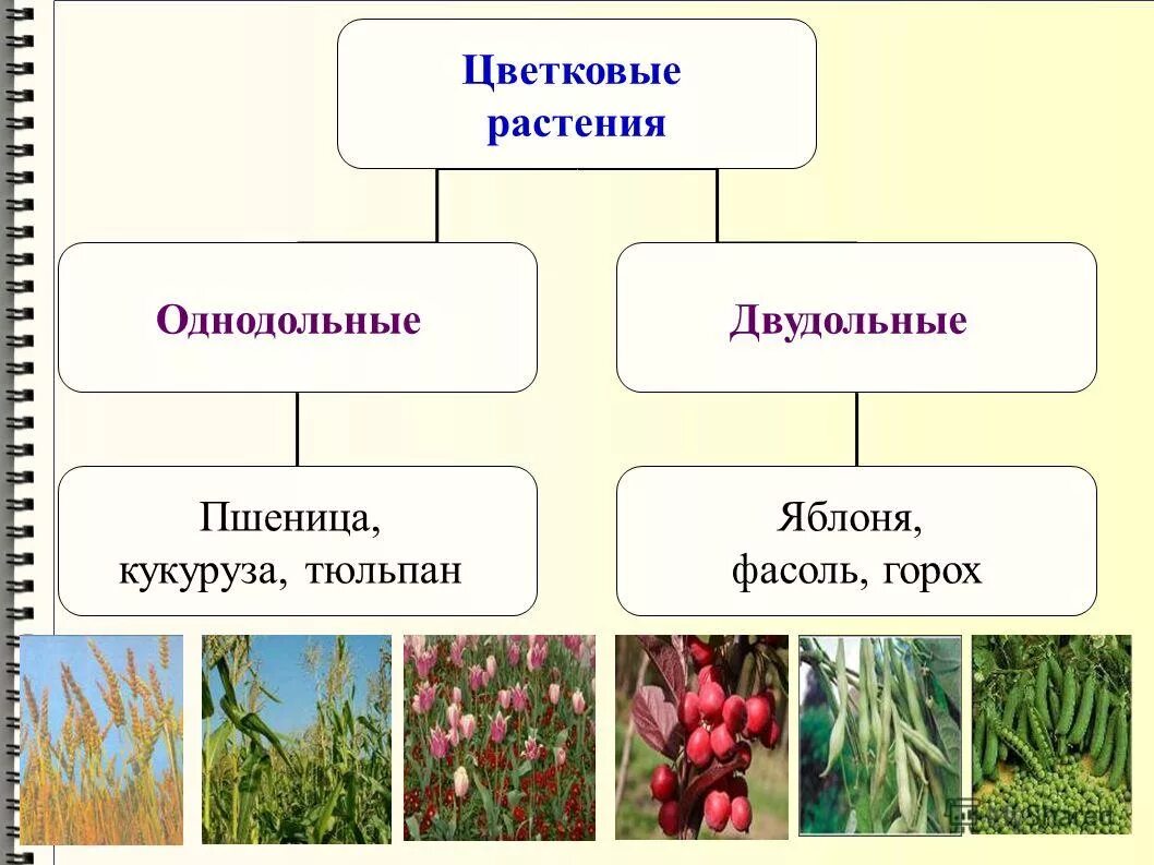 Яблоня относится к растениям