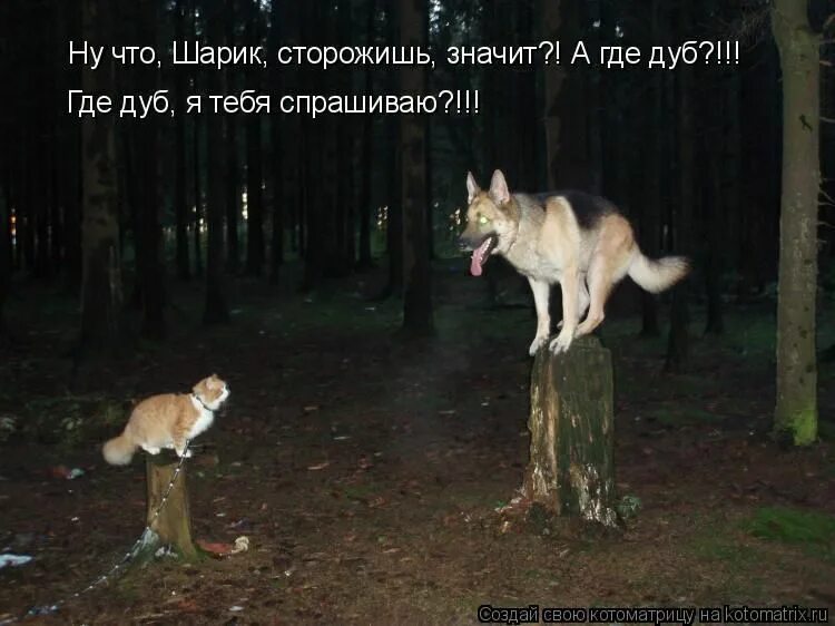 У лукоморья дуб срубили кота на мясо. У лукоморья дуб спилили. Пушкин у лукоморья дуб срубили. У лукоморья дуб срубили кота. Кота на мясо порубили.