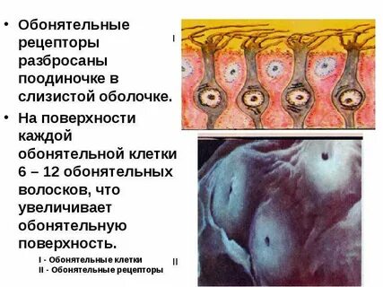 Рецепторы обонятельного мозга