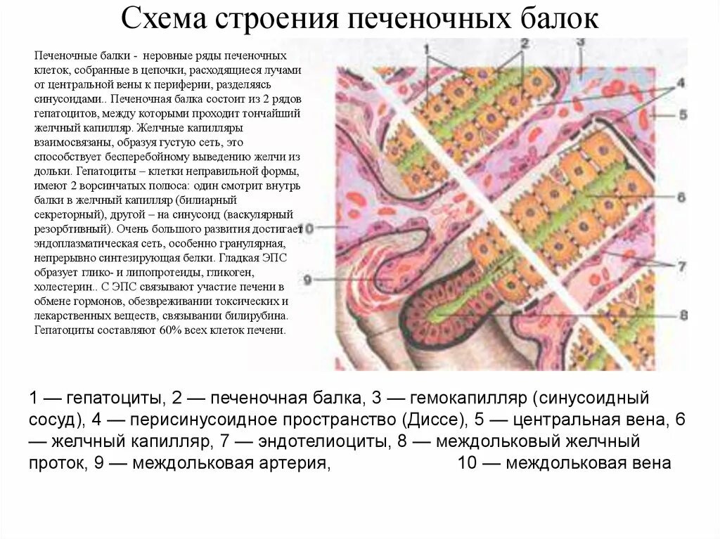 Какие особенности строения печеночного. Гистологическое строение печеночной балки. строение печеночной дольки и балки. схема строения печеночных балок. схема строения печеночной балки.