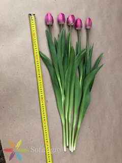 Сколько хранятся тюльпаны