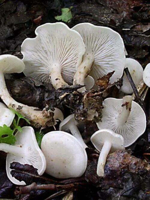 Говорушка ядовитая фото. Говорушка беловатая (clitocybe rivulosa). Гриб говорушка беловатая. Говорушка ворончатая (clitocybe gibba). Говорушка ядовитая фото.