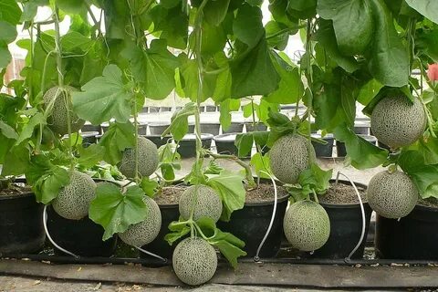 Можно огурцы сажать дынями