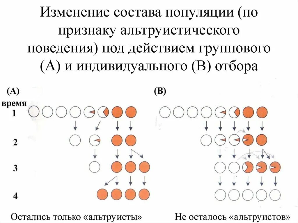 Естественный отбор индивидуальный и групповой. Индивидуальный и групповой отбор. Групповой отбор примеры. Индивидуальный естественный отбор.