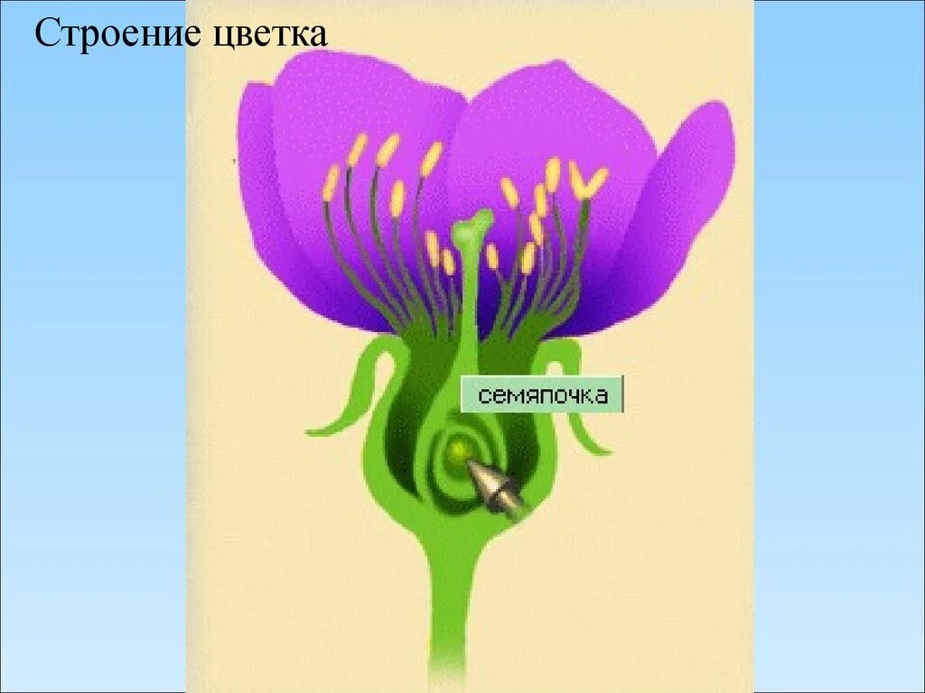 Урок биологии 6 класс строение цветка. Строение цветка. строение цветка покрытосеменных. строение цветка для детей. строение цветов для дошкольников.