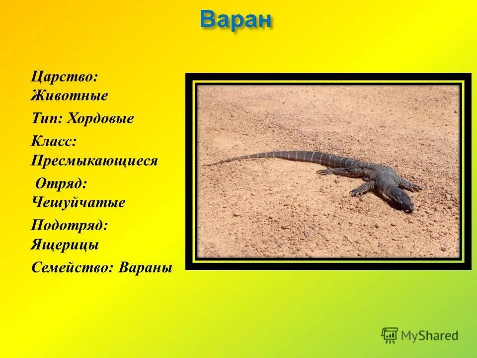 Рассказ о варане. Гигантский варан комодо. Среднеазиатский серый варан. Комодский варан черный. Варан ящерица.
