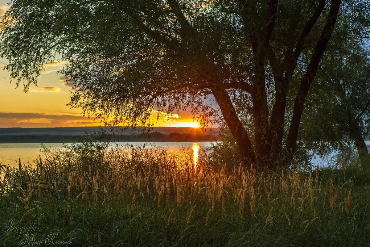 луг с цветами. летний рассвет. рассвет летом. ромашки у реки вечером. ).