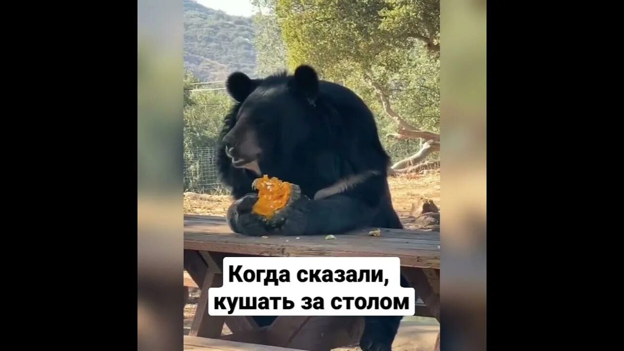 Почему медведь не съел машу. Медведь из еды. Медведь ест мясо иллюстрация.