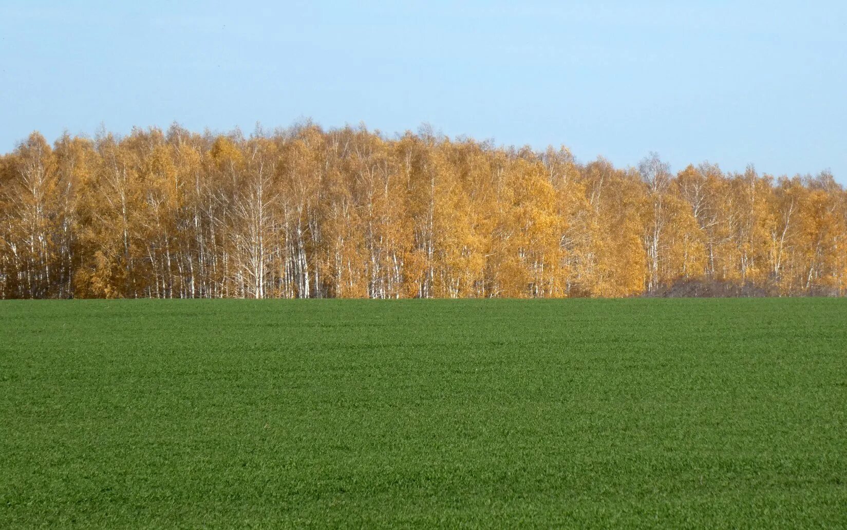 Зеленя озимь. Всходы озимой пшеницы. Зеленеет озимь. Что такое оземь озимь. Зеленеет озими.