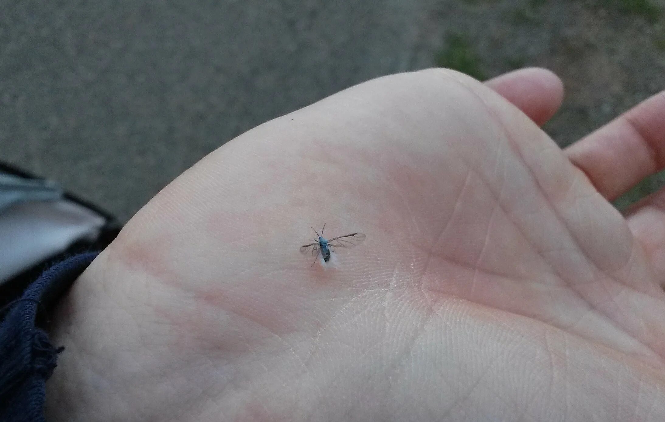 Smallest insect