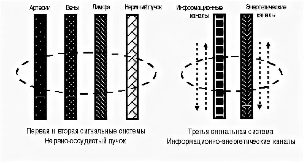 Пучки первого порядка