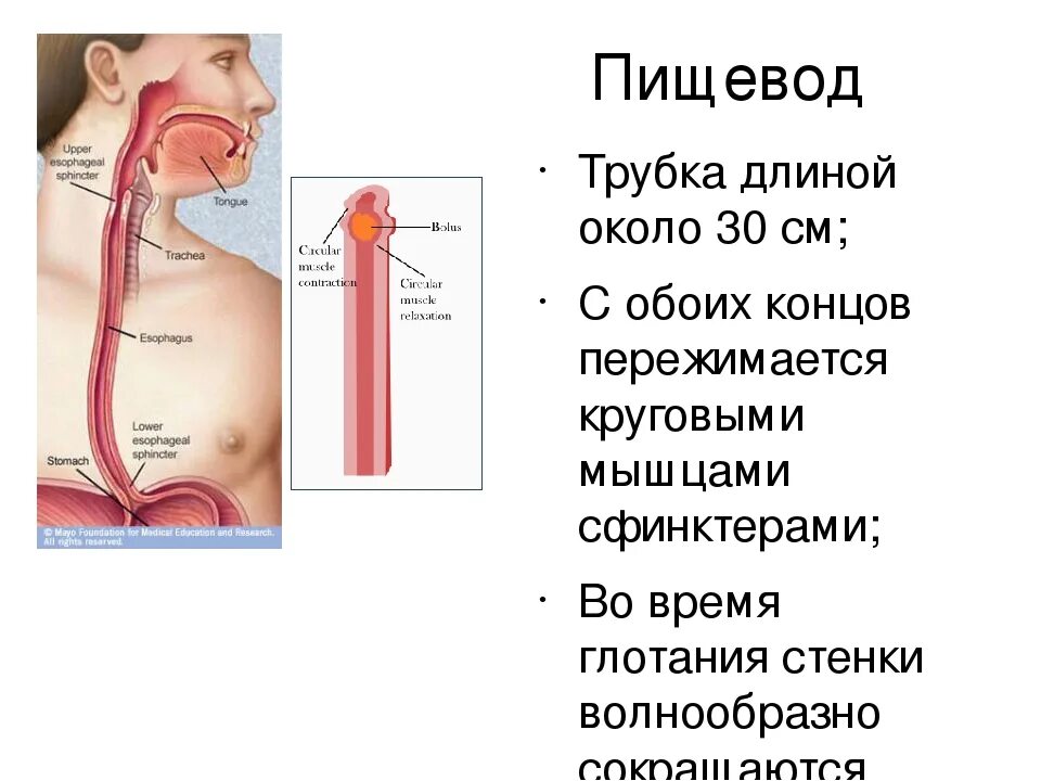 Дуги пищевода. Пищевод анатомия человека. Пищевод трубка длиной. Строение пищевода человека.