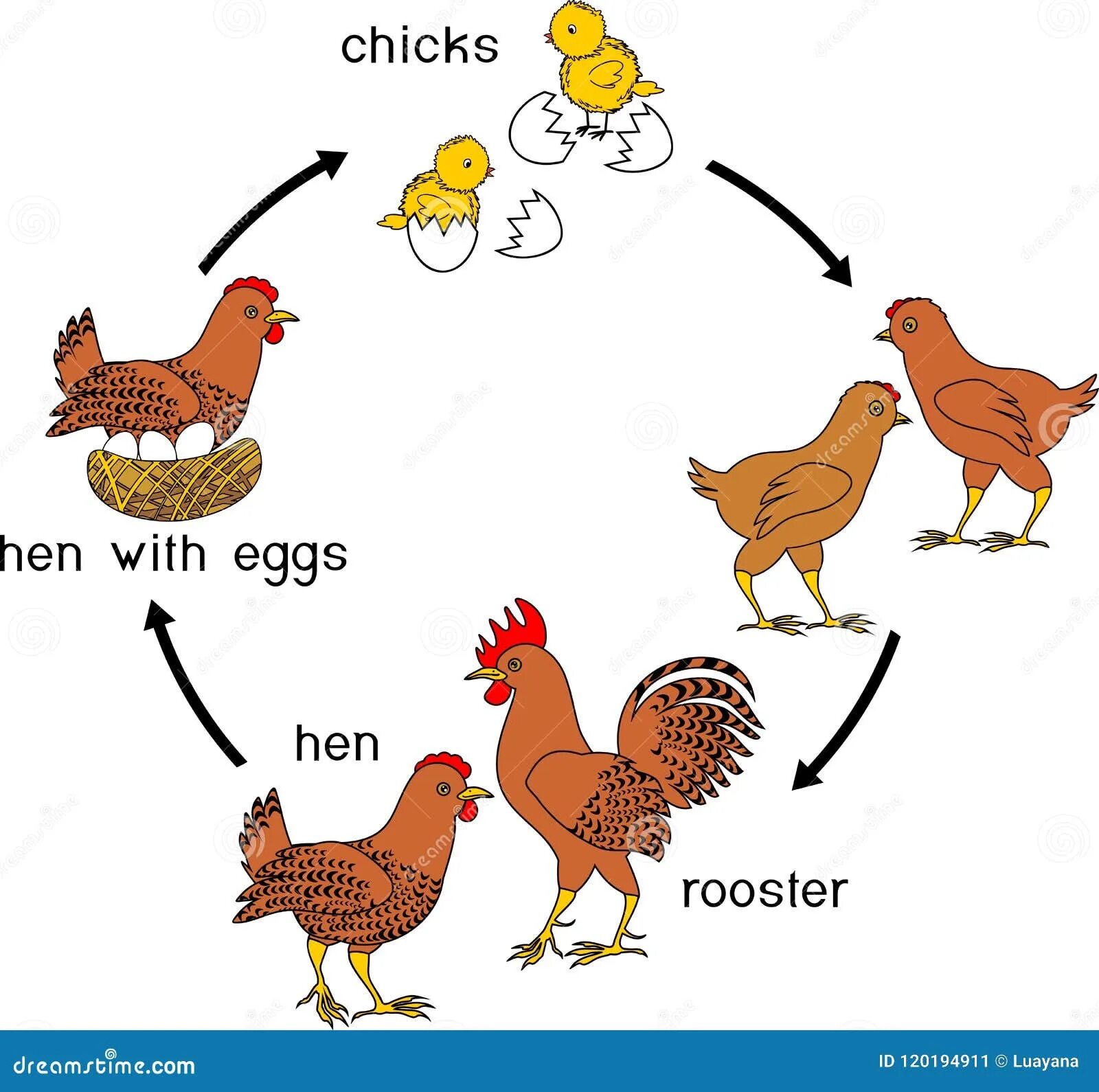 Время по петухам. Стадии развития курицы. Стадии роста курицы. Цикл развития птиц. Цикл развития курицы.