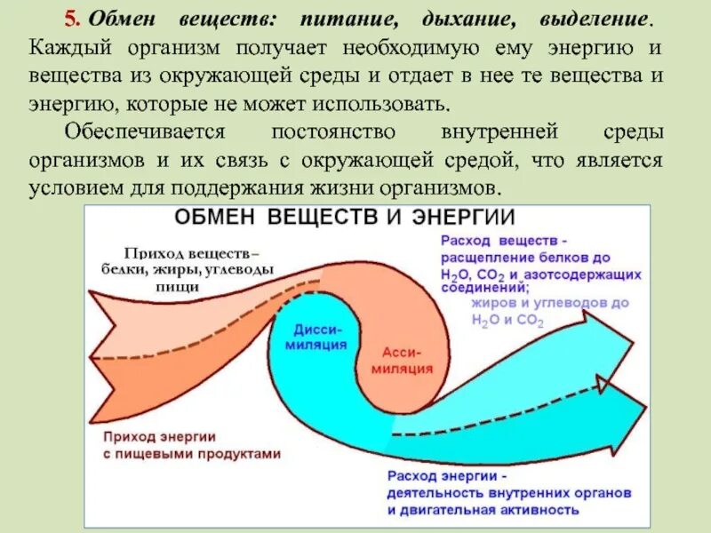 Обмен веществ питание. Выделение обмен веществ дыхание. Питание дыхание выделение. Обмен веществ питание и дыхание. Питание дыхание движение