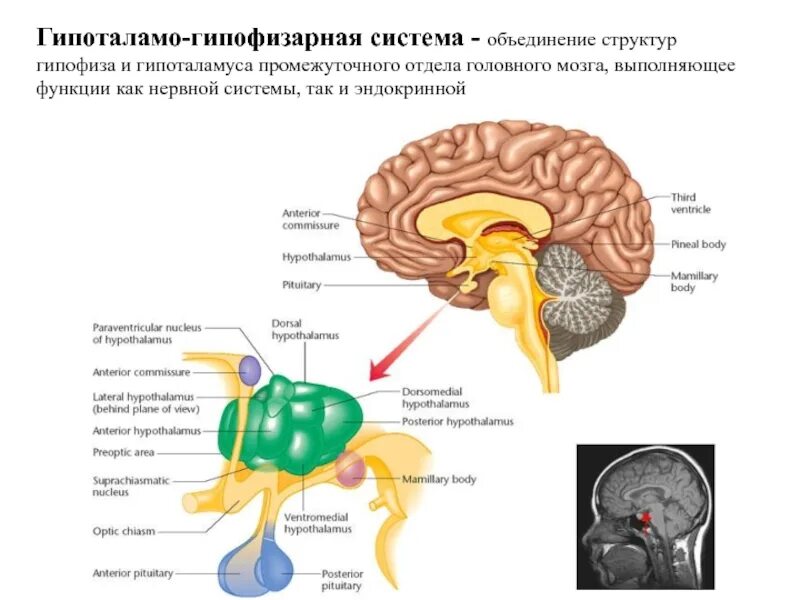 Анатомия человека гипофиз и гипоталамус. Таламус гипоталамус эпифиз. Строение головного мозга гипоталамус и гипофиз. Таламус таламус гипоталамус эпифиз гипофиз. Пищевой центр в мозге