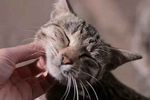 Кошка мурлычет котятам