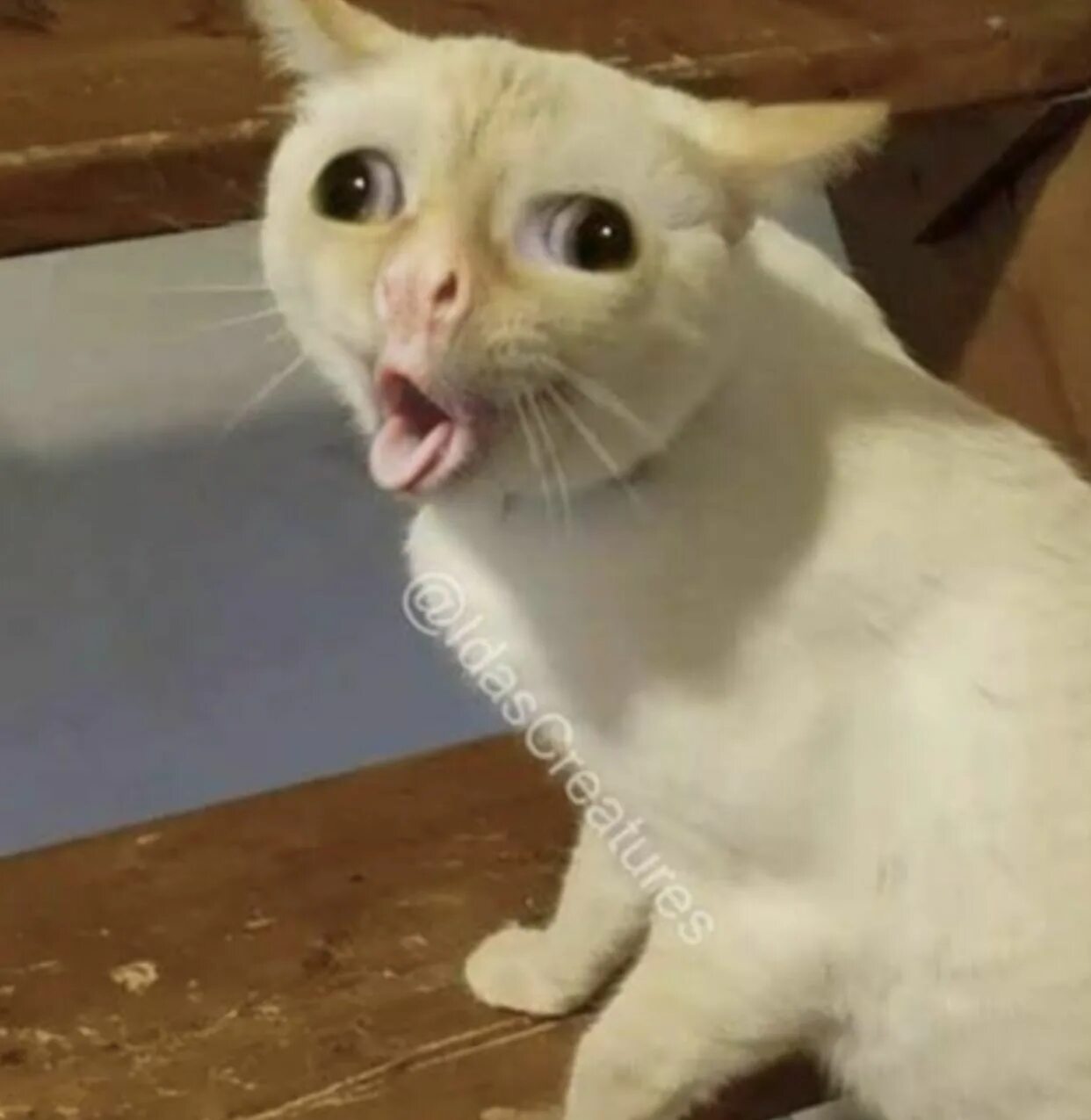 Котик рыгает. Кот рыгает мем. Кот в сметане. Белый кот мем который рыгает. Кота тошнит.