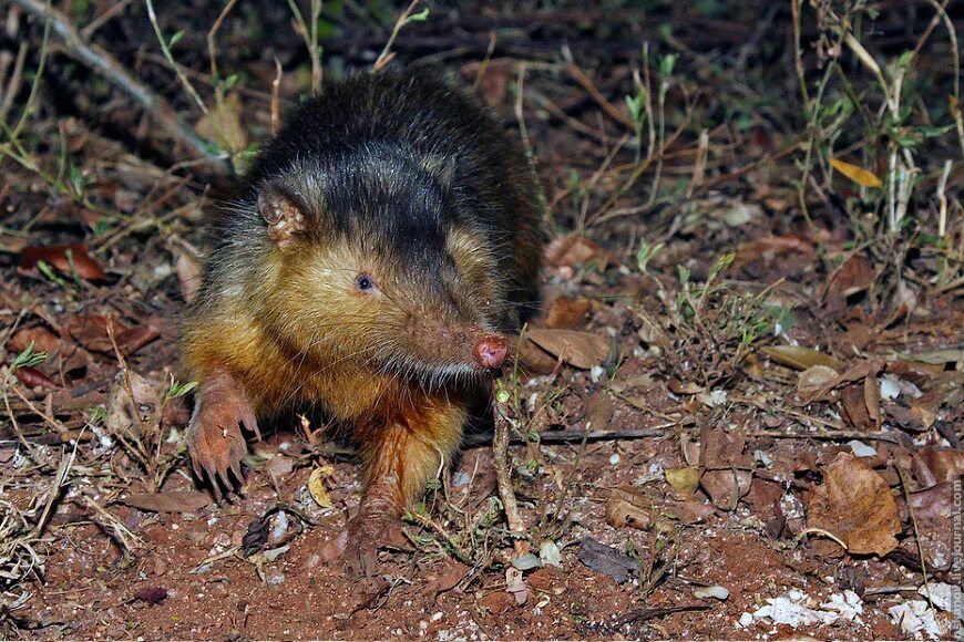 Нелетающие птицы новой зеландии киви. Короткохвостая бурозубка. Семья кенгуру. Национальный парк плещеево озеро животные. Обитающая в нескольких районах.