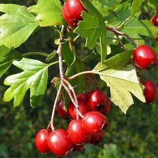 Плоды боярышника вред