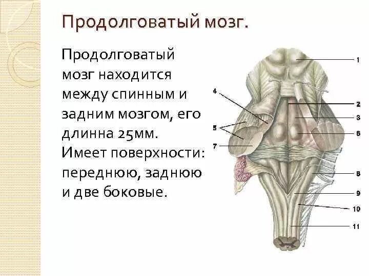 Поверхности заднего мозга. Дорсальная поверхность ствола головного мозга. Продолговатый мозг строение задняя поверхность. Продолговатый мозг анатомия. Продолговатый мозг анатомия строение.