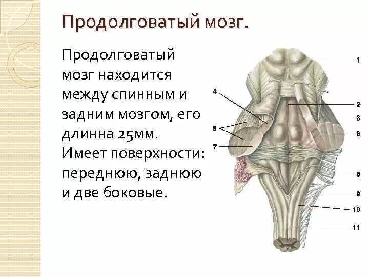 Задний мозг мост. Ядра задних канатиков продолговатого мозга. продолговатый мозг строение задняя поверхность. вентральная поверхность ствола головного мозга.