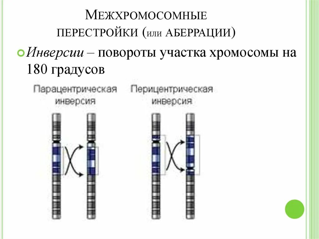 Инверсия поворот участка хромосомы на 180 градусов. Межхромосомные аберрации. Межхромосомные перестройки. Поврот учатска хромомосмы на 180 град. Поворот участка на 180 градусов