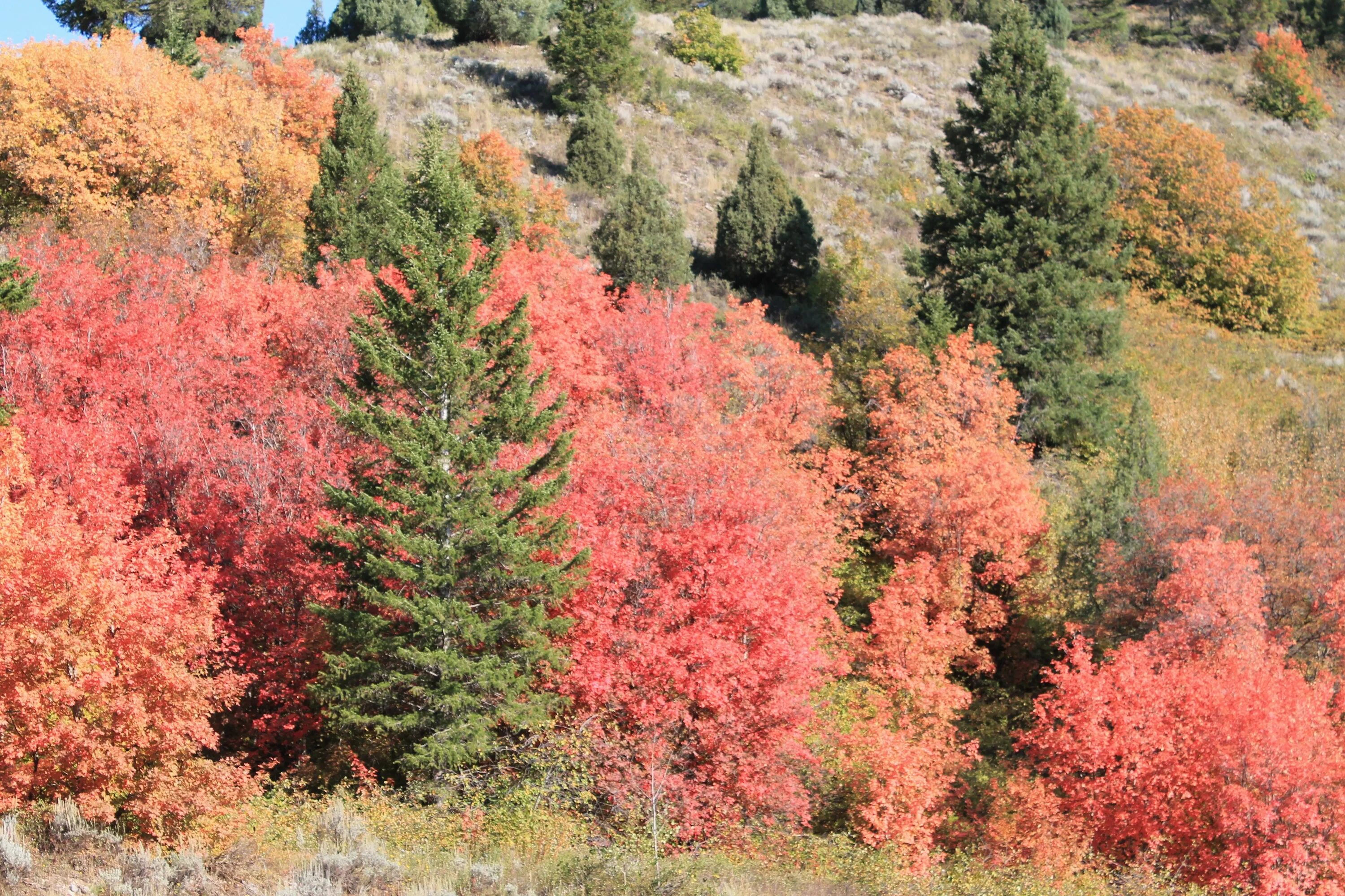 Почвы смешанных лесов северной америки. Монтана штат осень. Кустарники осенью. Осенний куст. Кустарники смешанного леса.