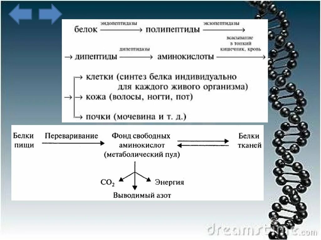 Белок высокомолекулярное соединение. Аминокислотный пул организма это. Аминокислотный пул клетки. Органические соединения белки схема.