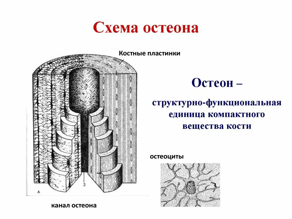 Структурная единица кости. Схема строения остеона анатомия. Строение остеона костная ткань. Система остеона схема. Схема строения остеона. Рисунок.