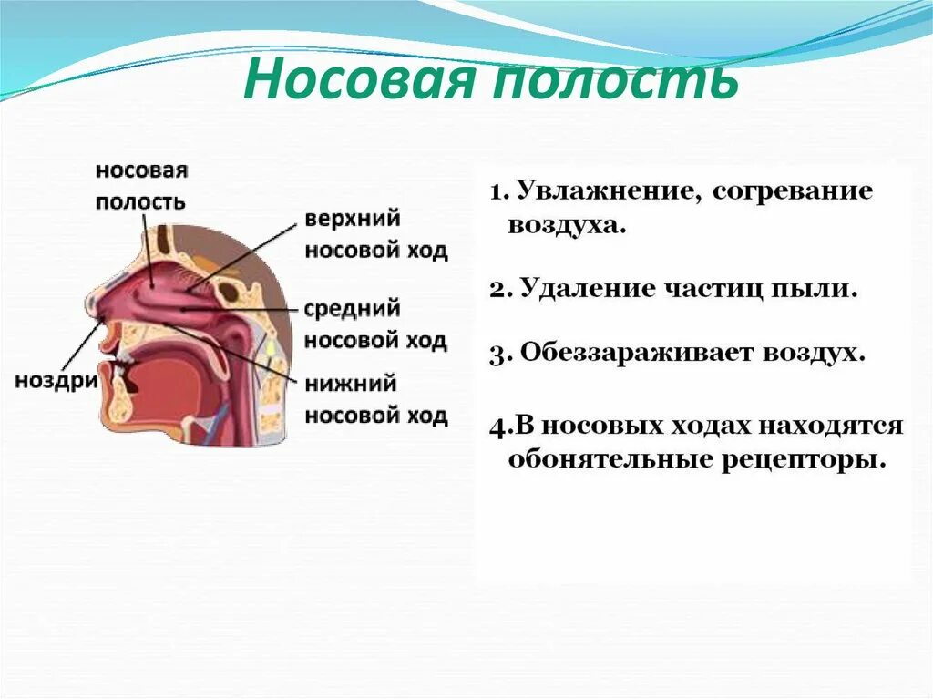 Носовая полость. Полость носа строение. Функции полости носа. Строение носовой полости человека.