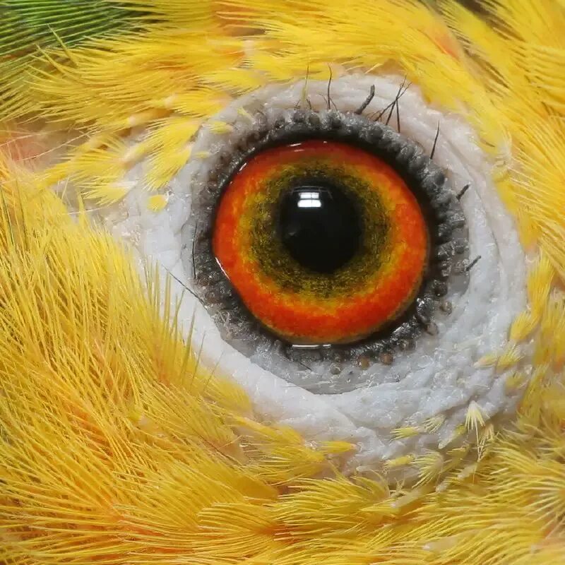 Глаз птицы. Глаз попугая. Красивые глаза животных. Птица с красивыми глазами.