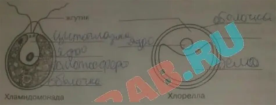 Биология рабочая тетрадь 5 класс стр 45