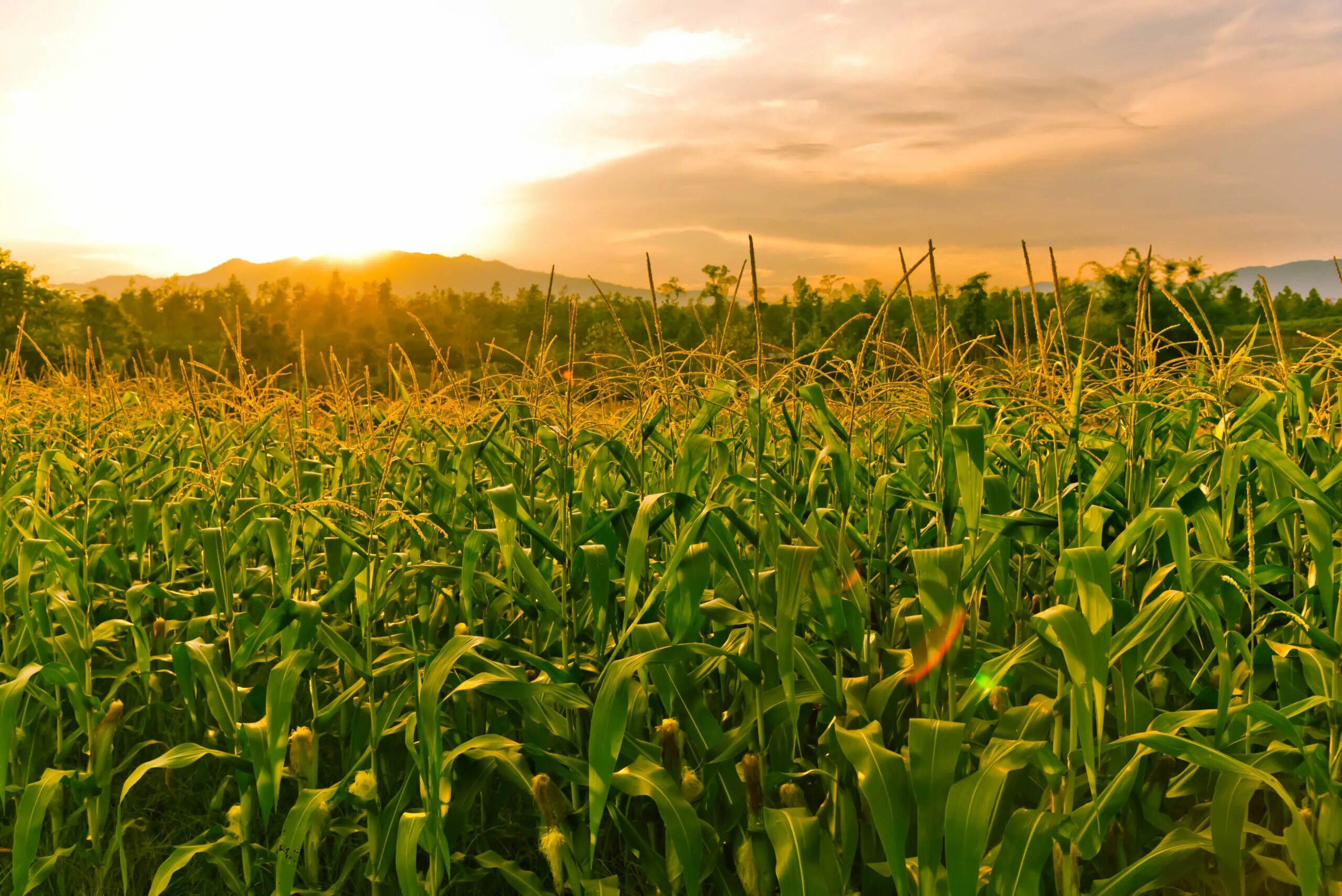 Corn fields