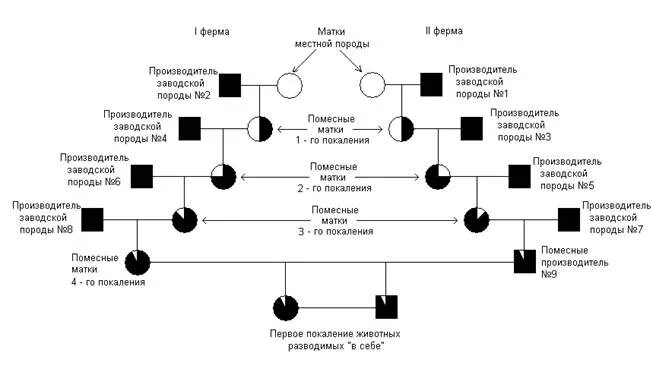 Генотип чистопородного. Воспроизводительное скрещивание в животноводстве схема. Схема воспроизводительного скрещивания свиней. Схема скрещивание лошадей. Схема промышленного скрещивания свиней.