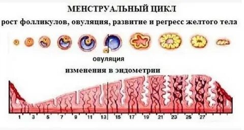 Норма размера фолликула по дням