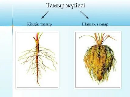 Трансгендерлік сексті қараңыз