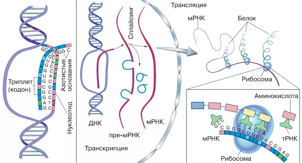 Образование новой днк. Биосинтез белка репликация. Схема синтеза белка в рибосоме трансляция. Схема транскрипции синтеза белка. Биосинтез белка репликация транскрипция трансляция.