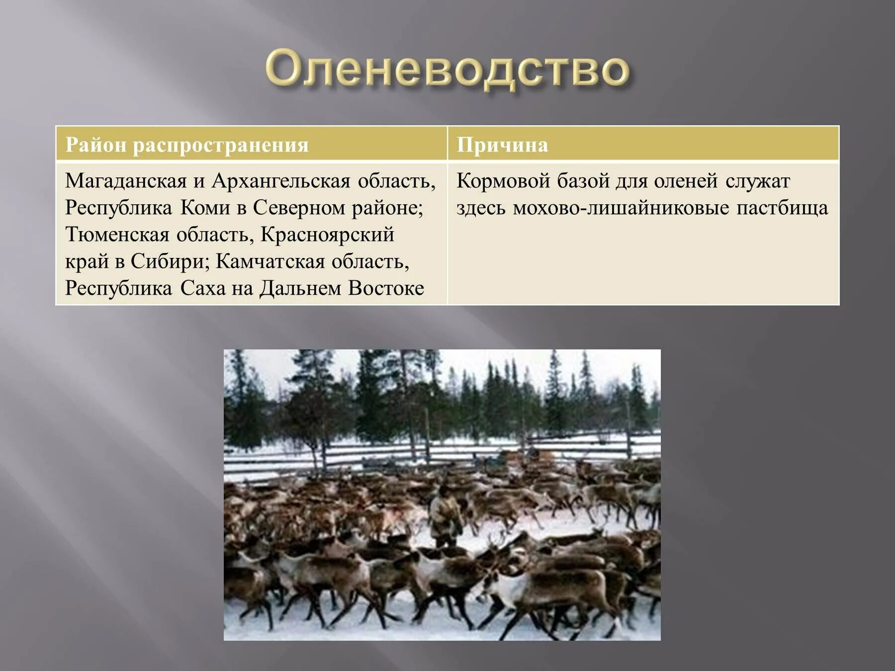 Животноводство природные зоны. Оленеводство в Архангельской области. Оленеводство презентация. Скотоводство оленеводство в России. Кормовая база оленеводства.