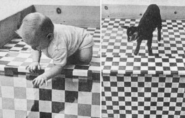 Эксперимент восприятия. Гибсон эксперимент с обрывом. Восприятие последовательности явлений. Константность восприятия эксперимент. Эксперимент восприятия.