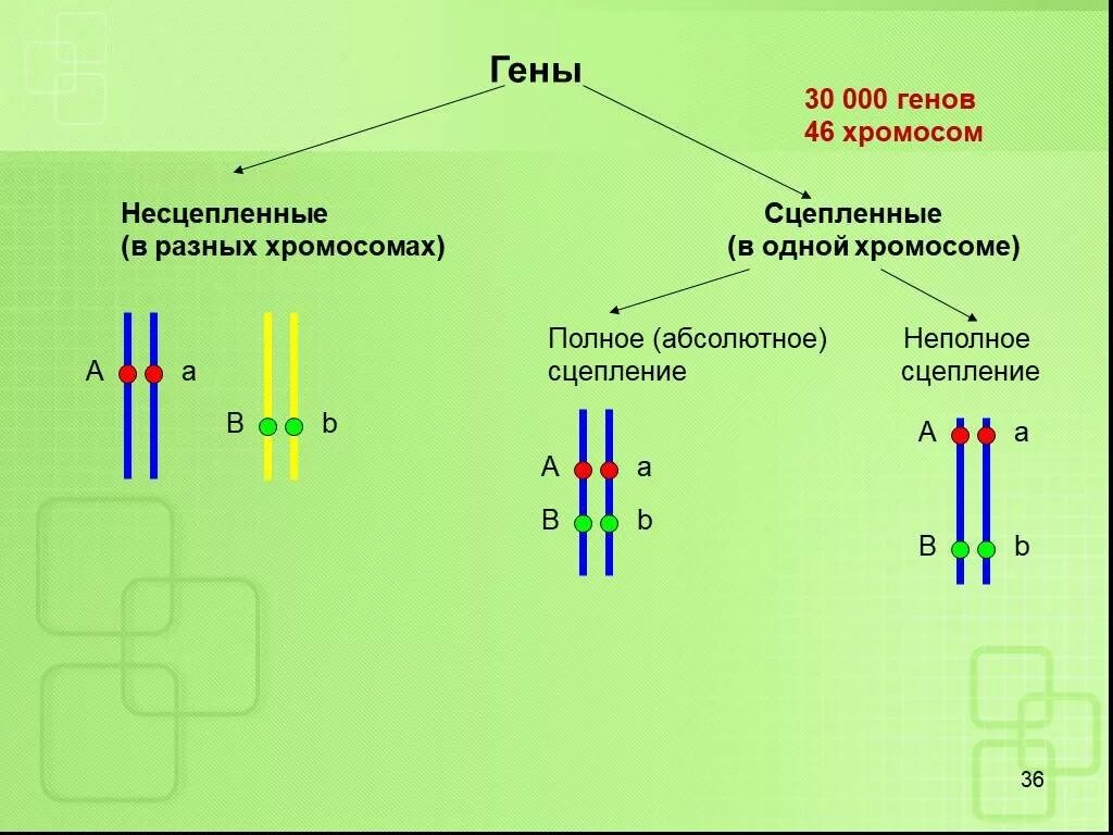 Сцепленные и несцепленные гены. Сцепленное и несцепленное наследование. Неполное сцепление генов схема. Пара гомологичных хромосом сцепленное наследование.