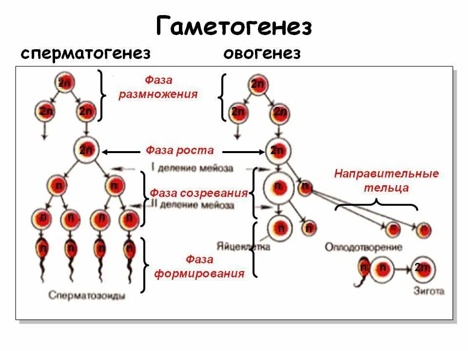 Гаметогенез и сперматогенез. Сперматогенез и овогенез стадии развития. Стадия размножения сперматогенеза. Этапы гаметогенеза овогенез сперматогенез. Этапы гаметогенеза схема.