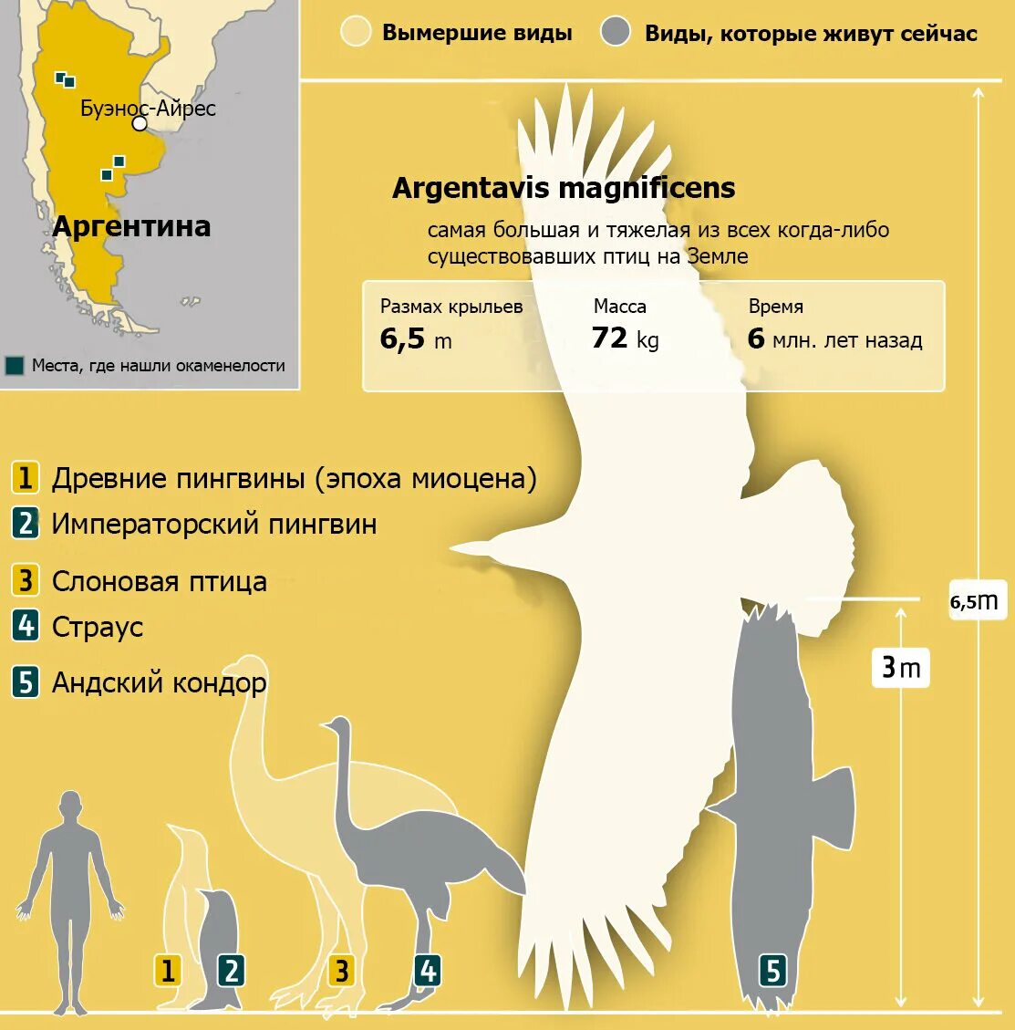 Размеры птиц сравнение. Аргентавис птица. Аргентавис птица размер. Аргентавис птица размах крыльев. Аргентавис в сравнении с человеком.