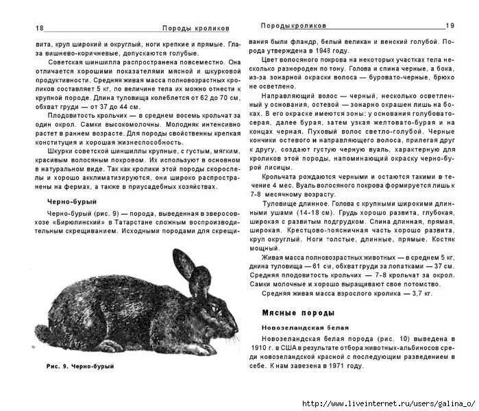 Вес кролика великана в 6 месяцев. Длина тела кролика. Длина тела кролика. Длина тела кролика. Длина тела кролика.