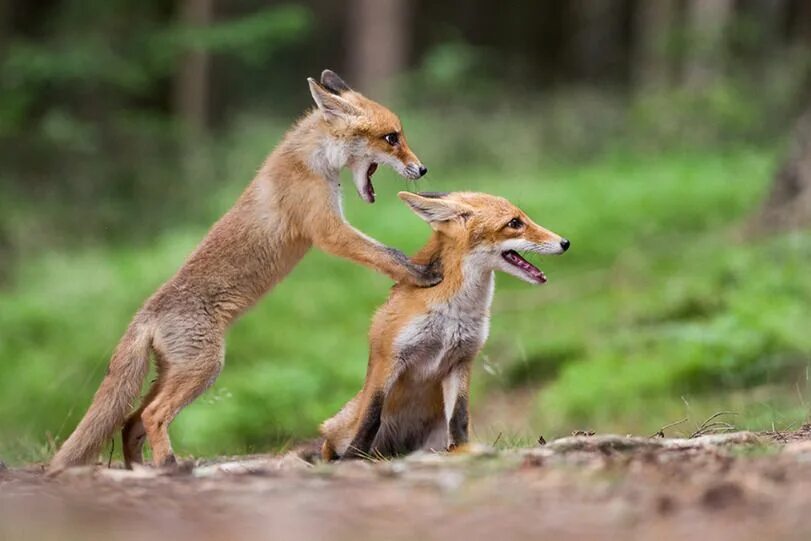 Foxes amazing. День лисы. Международный день лисы. День лисицы 1 ноября. День лисы когда.