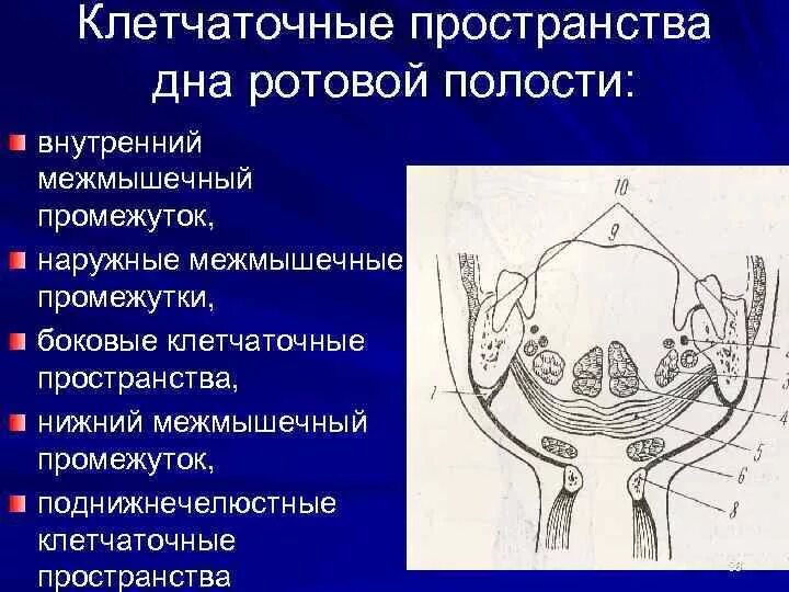 Пространства дна полости рта. Клетчаточное пространство дна полости рта анатомия. Клетчаточные пространства дна полости рта топография. Латеральное клетчаточное пространство дна полости рта. Топографическая анатомия клетчаточных пространств дна полости рта.