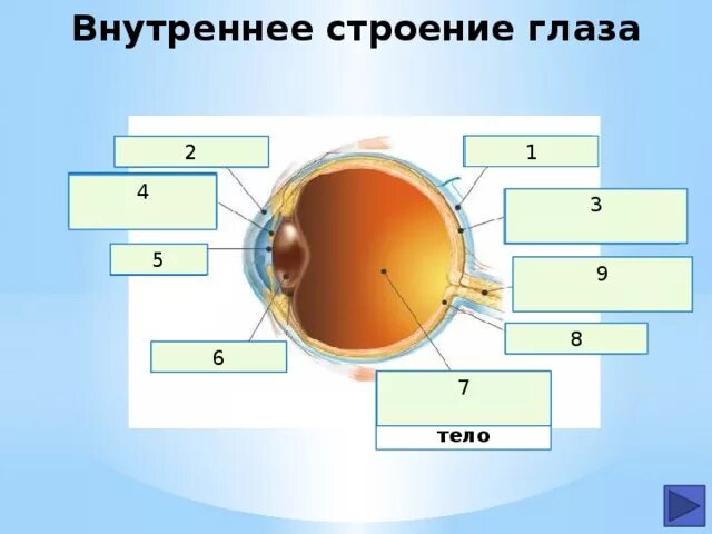 Анализаторы ЕГЭ биология. Строение глаза 8 класс биология. Глаз строение ЕГЭ биология анализатор. Зрительный анализатор 8 класс биология.