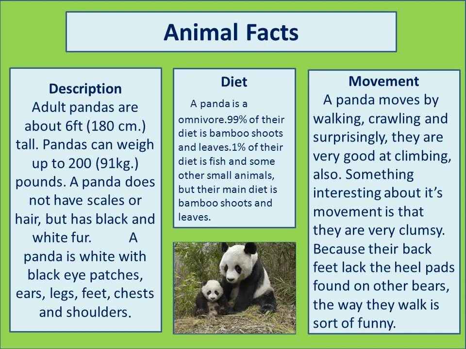 Write about animals перевод