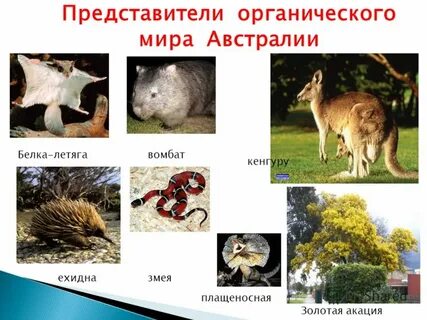 Органический мир австралии