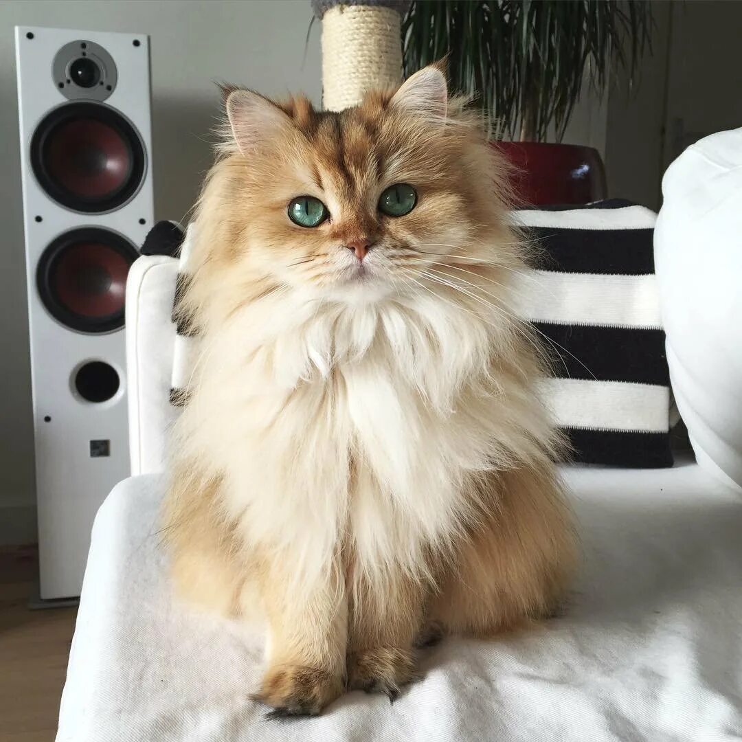 Включи самый лучший кот. Британская длинношерстная кошка смузи. smoothie the cat порода. самые пушистые кошки. самый пушистый кот.